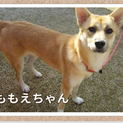 雑種♀ ももえちゃんの里親募集!!