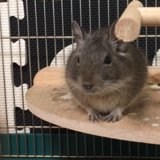 デグー（オス）里親募集