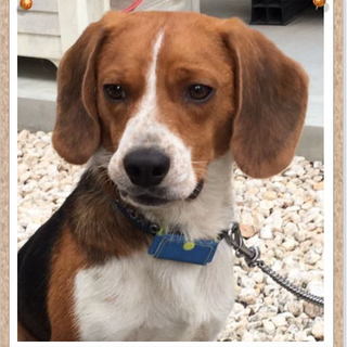 ビーグル♂ アキトくんの里親募集!!