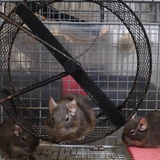 デグー　三つ子の男の子