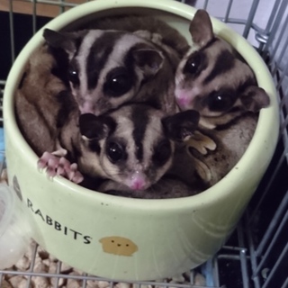 フクロモモンガ 家族(雄雌ペア、子供雌1匹)