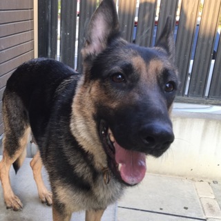 優しいシェパちゃん