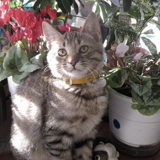 人なつこい子猫のミーミーちゃん