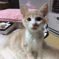 【FIP】12/18現在