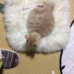 「【FIP】12/18現在」サムネイル3