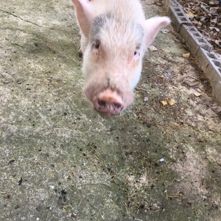 ミニブタ　里親募集‼