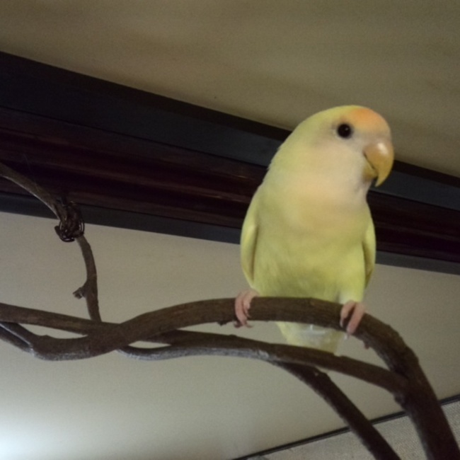 シンボのカバー写真