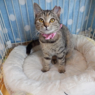 推定６ヶ月♀避妊済み