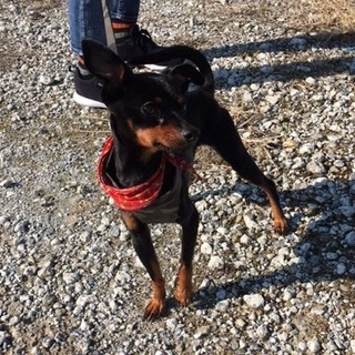 人懐っこいミニピン（オス）