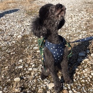 人懐っこいトイプードル