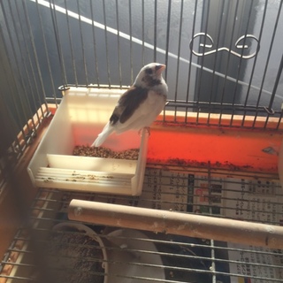 十姉妹1羽(十姉妹を飼っている方限定でお願いします