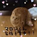長毛茶トラ ふわふわマロンくん