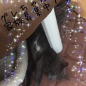 ロシアンブルーみたいな男の子 ぐれちゃん