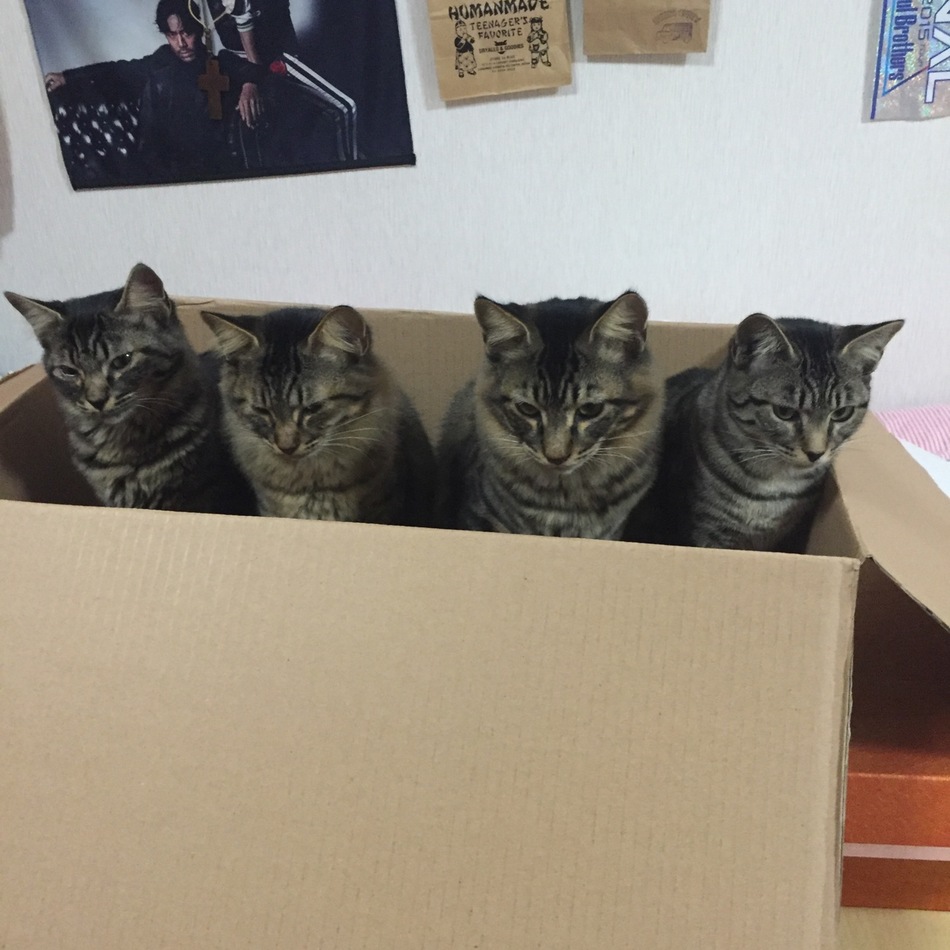 コタロウのカバー写真