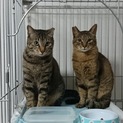 兄弟のように仲の良いオス猫２匹の里親募集