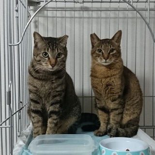 兄弟のように仲の良いオス猫２匹の里親募集