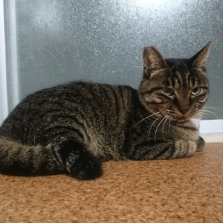 キジトラのオス猫の里親募集