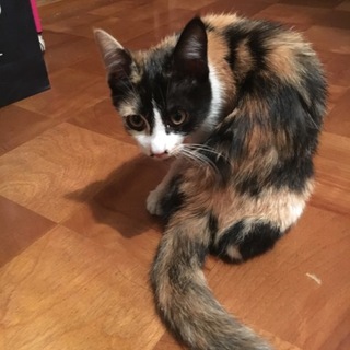 ３ヶ月位の子猫２匹を保護しました！