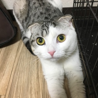 可愛いスコティッシュの猫ちゃん