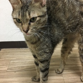 可愛いキジトラの猫ちゃん達