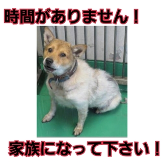 飼い主持ち込み!募集ゼロ!もう時間がありません!