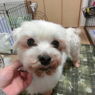 「トミー」撫でられるのが大好き！