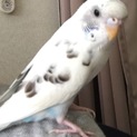 セキセイインコの女の子です