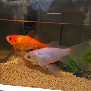 大きなコメット２匹です