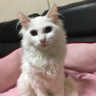 白毛のふわふわ猫ちゃん