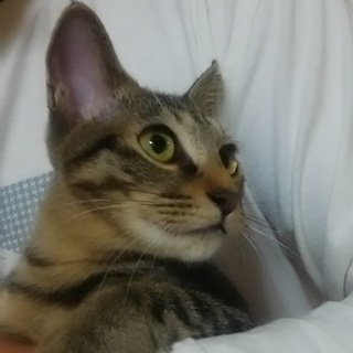 とても小柄な女の子