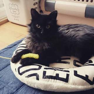 代理掲載・ごましお