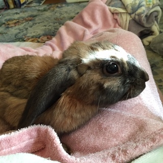 ロップイヤーの里親さん募集