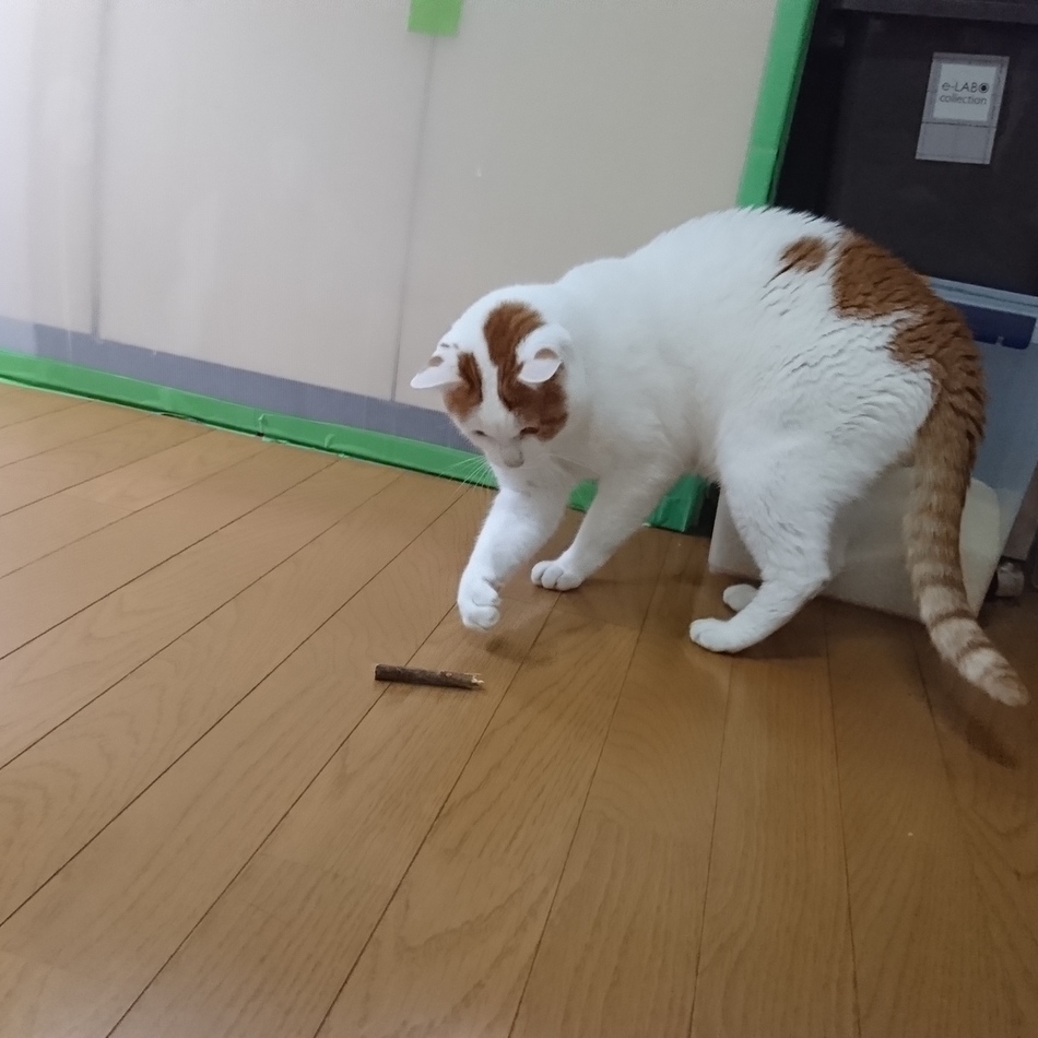 ととのカバー写真