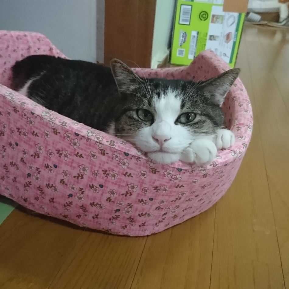 ここのカバー写真