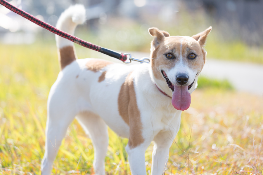 困った顔をした構ってちゃん 鹿児島県 犬の里親募集 ペットのおうち 月間利用者150万人