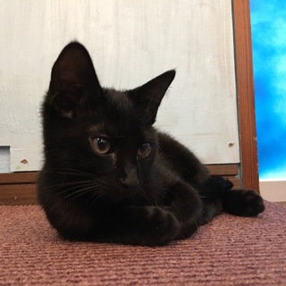 とにかく元気な甘えん坊！バロンくん。