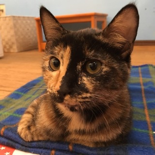 おしゃれなサビ柄あやかちゃん♡