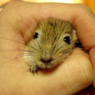 カラージャービル☆里親募集