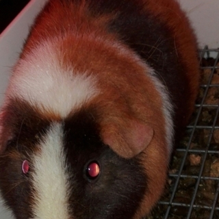 モルモット　ﾒｽ