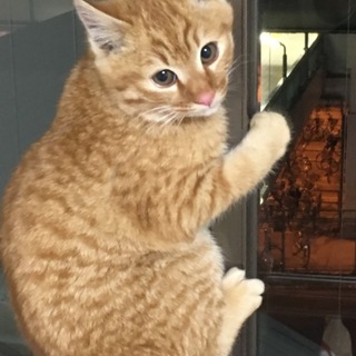 猫ちゃん 茶トラ とっても可愛い茶トラ猫ちゃん」大阪府 - 猫の里親募集(141044