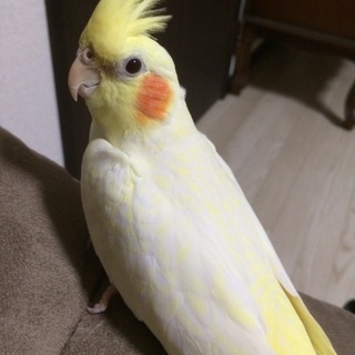 オカメインコ　里親募集致します