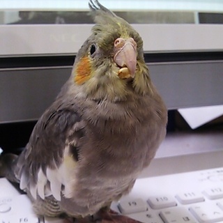 オカメインコ　里親募集致します