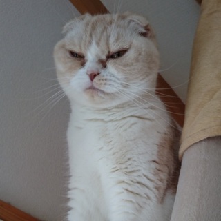 急募！人懐っこいたれ耳スコティッシュフォールド