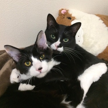 もう大きさだけではどっちがお兄ちゃんか判らなくなってきました。(・_・?)