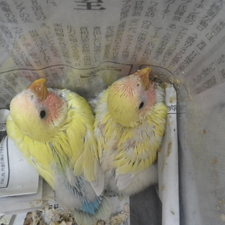 里親決定しました。ご応募ありがとうございました。