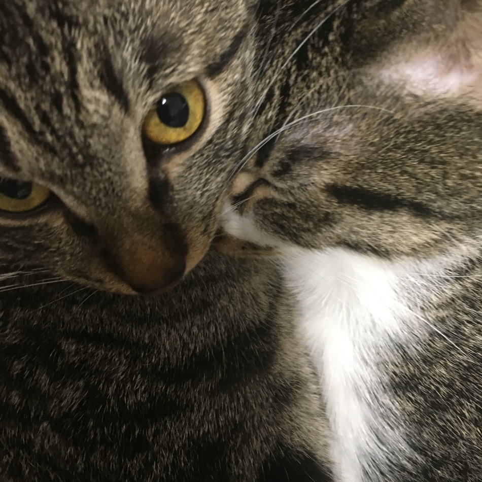 タフィーのカバー写真