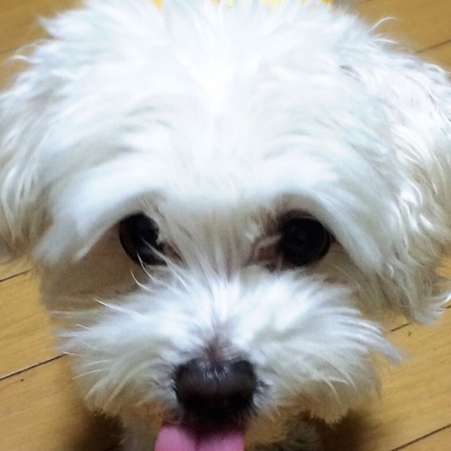 まつ　ゆうのカバー写真