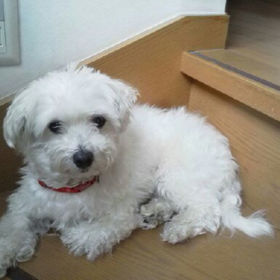 はるのカバー写真