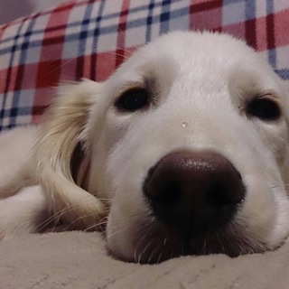 募集停止☆代理掲載☆ゴールデンの可愛い男の子