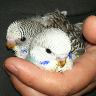 セキセイインコのヒナ(ジャンボ系)